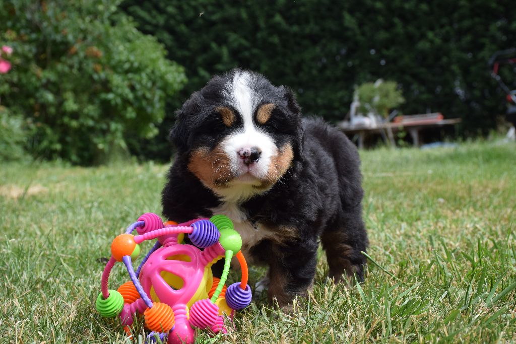 chiot bouvier 